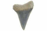 Fossil Mako Tooth - Lee Creek (Aurora), NC #220118-1